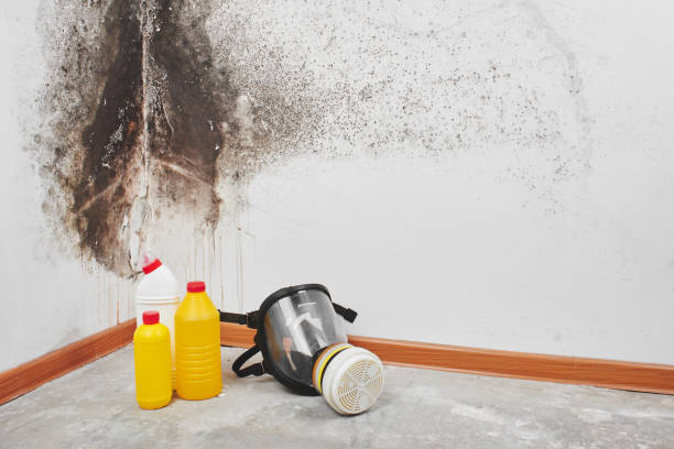 Trusted Woodfin, NC Mold Remediation Experts