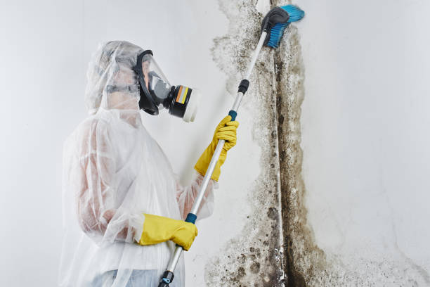 Best Crawl Space Mold Remediation in Woodfin, NC