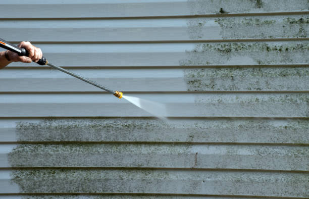 Best Basement Mold Remediation in Woodfin, NC