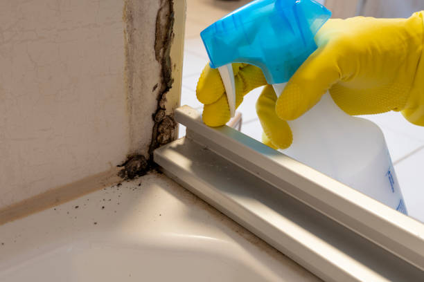 Best Preventive Mold Services in Woodfin, NC