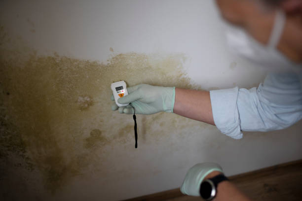 Best Insurance-Related Mold Remediation in Woodfin, NC