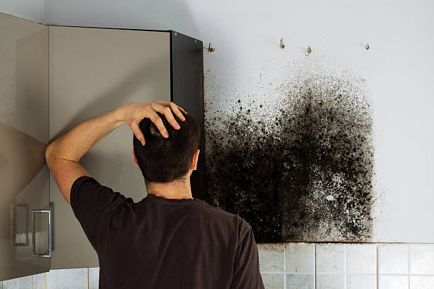 Best Mold Testing and Inspection Services in Woodfin, NC