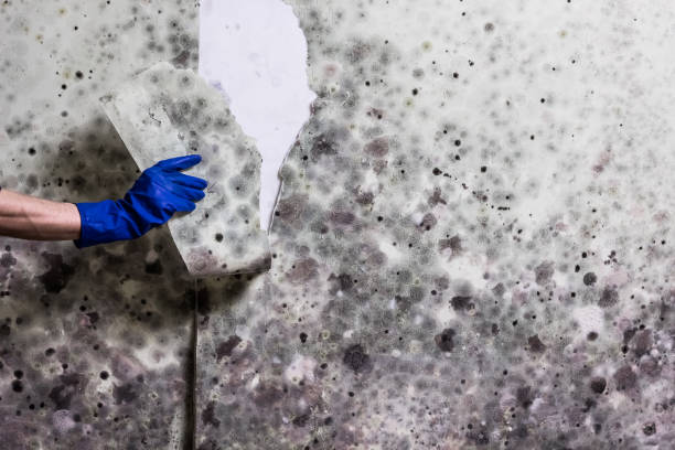 Best Bathroom Mold Remediation in Woodfin, NC